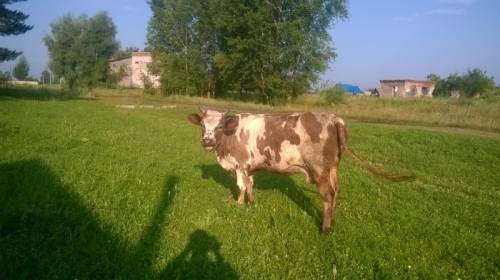 продаются корова и телочки
