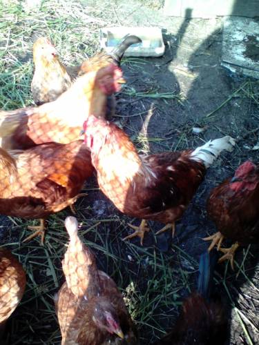 продам петухов апрельских