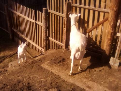 Продам дойную козу с козочкой