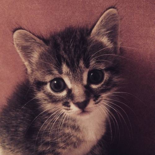 Отдам котенка 1.5 мес