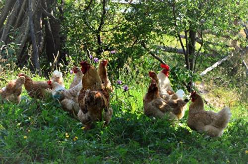 Продам кур несушек