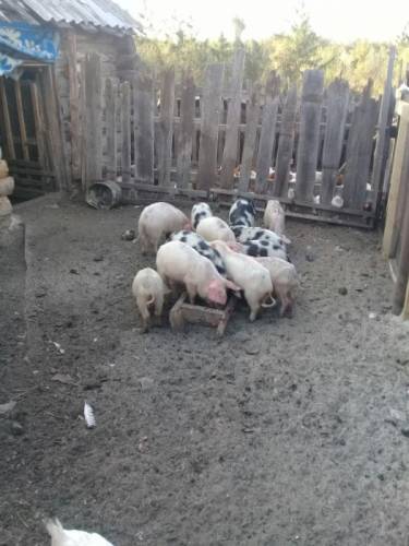 Продам поросят ухоженные 
