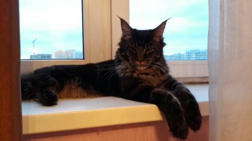 Котёнок мейн кун 5 мес