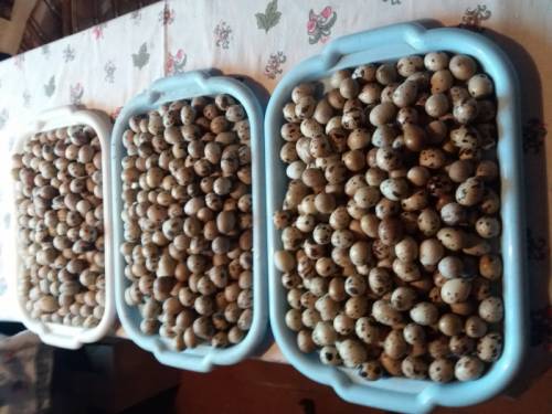 Продам перепелиное яйцо