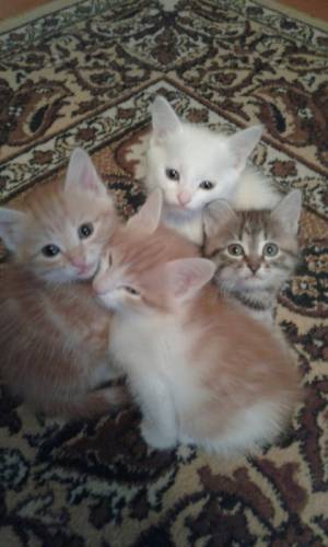 отдам котят в добрые руки