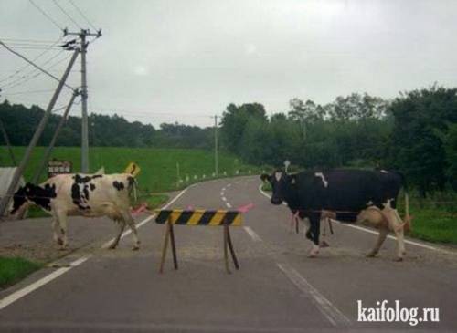Перевезу коровы лошади и др