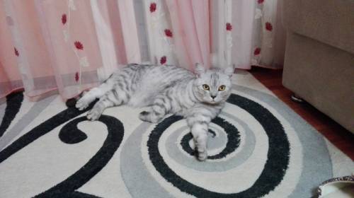 Отдам шотланского котика, окрас вискас, ласковый, игривый, кастрированный, два г