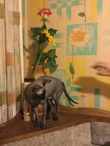Отдам в хорошие руки. 