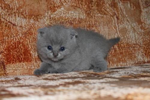 Продам котенка породы скотиш фолд!
