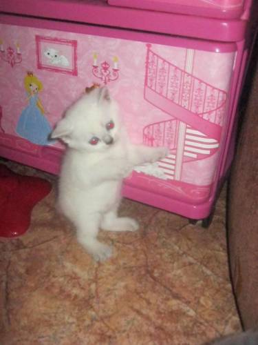 продаются британские котята 
