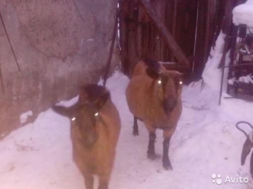 Продам коз   срочно  в Черемхово 
