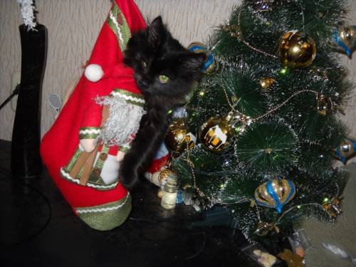 Котеночек в добрые руки