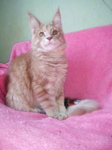 Кремовый котенок Мейн кун