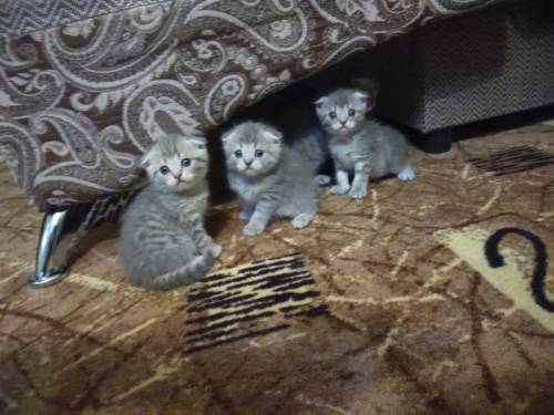 Шотландские вислоухие котята