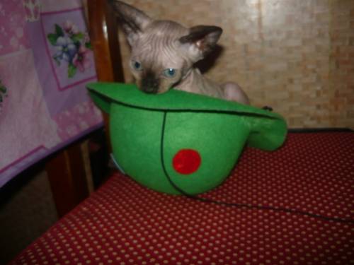 Продается котенок канадского сфинкса
