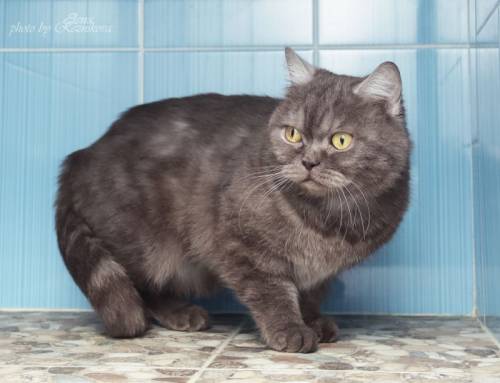 КошкЭлис -кошка британских кровей, окраса “шоколадный дым“ ищет новый дом