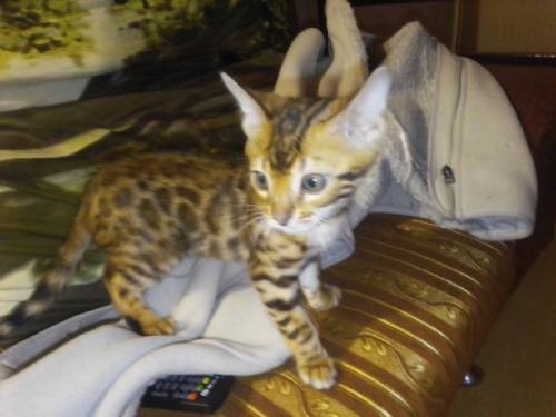 Продам бенгальских котят и кот на вязку