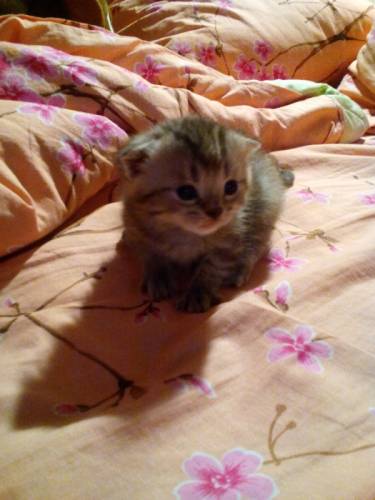 Шотланский вислоухий котик