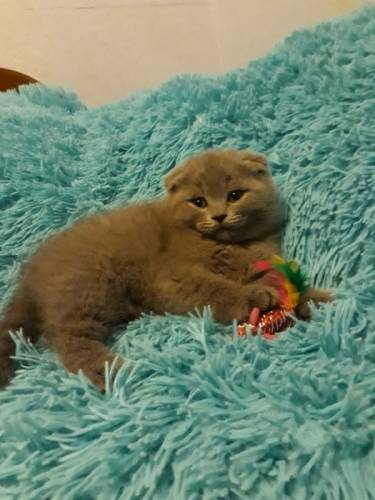 Шотландские вислоухие котята