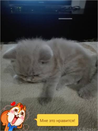 шотландские котята