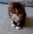 Котик в дар