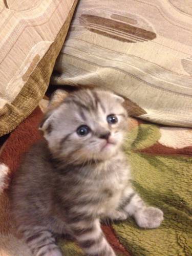 Шотлпндский котик