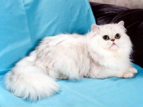 кот перс - шиншилла.