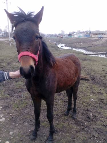 Продам жеребёнка,Кличка Бандит 