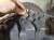 Contyre Expedition 225/75 R16   литые диски УАЗ