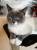 Котик ищет дом