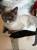 Котик ищет дом