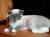 Котик ищет дом