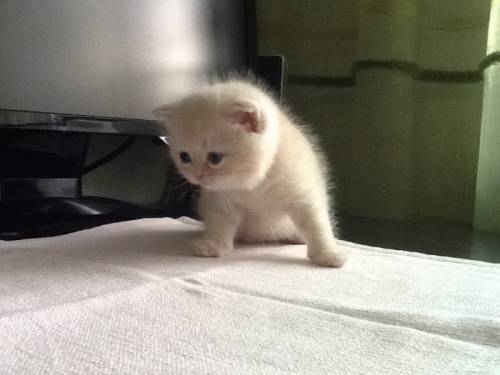 Кремовый шотландский котик