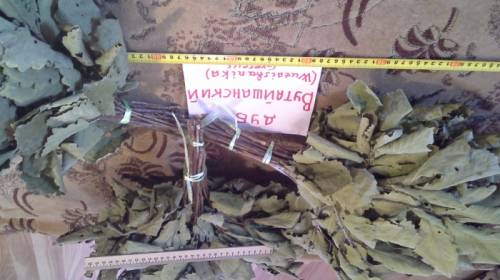 Веник для бани дубовый Вутайшанский дуб люксовый вариант