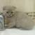 Продам котенка (девочку) породы (Scottish Fold) Шотландская вислоухая
