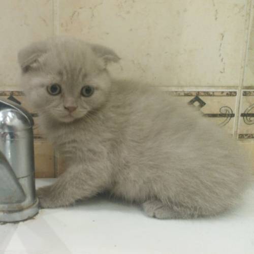 Продам котенка (девочку) породы (Scottish Fold) Шотландская вислоухая