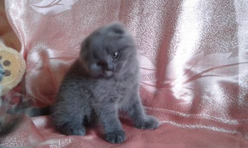 Шотландские вислоухие котята