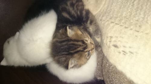 Отдам бесплатно котят 