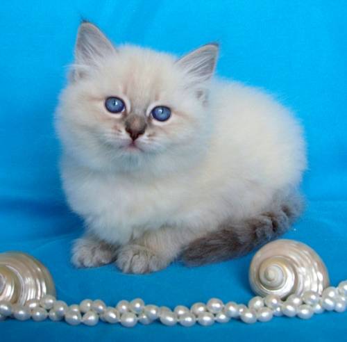 невские маскарадные коты
