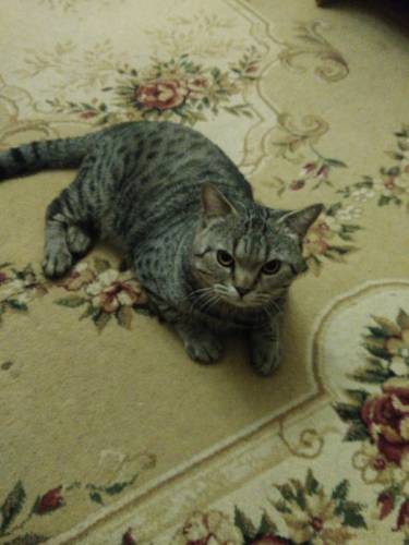 Шотландский котик отдам