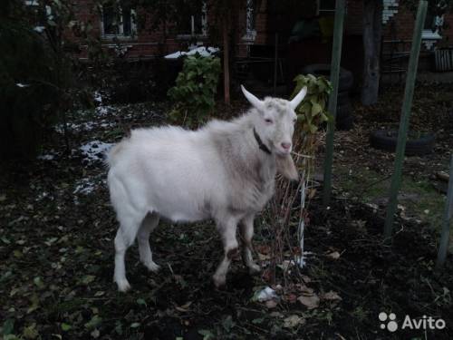 Продам козла зааненский  1г 2м 