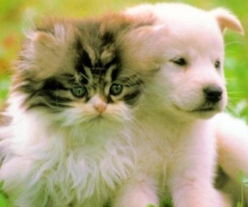 Купить : Ветеринария.Биокорректоры для здоровья всех животных