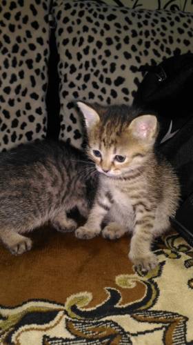 Отдам в добрые руки котят