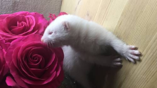 Милые малыши хорьки