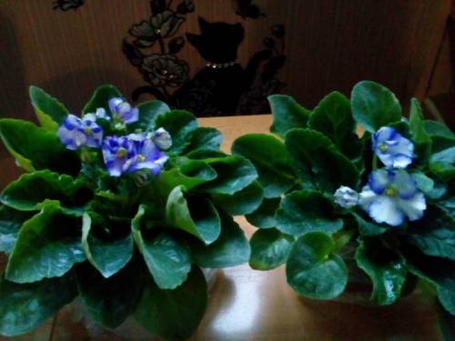 Фиалки разных цветов.
