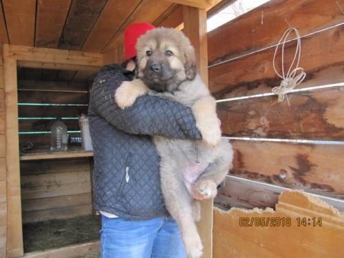Продам щенка кавказской овчарки  