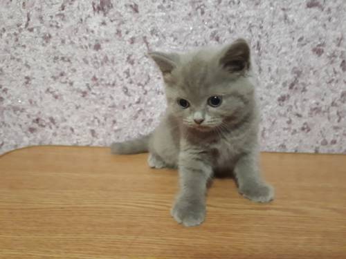Продам шотландских котят.