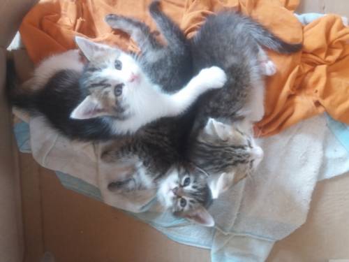 Котята в добрые руки 