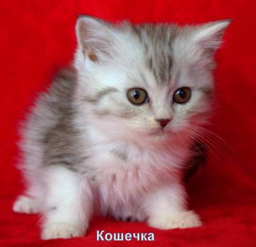 Клубные шотландские няшечки.
