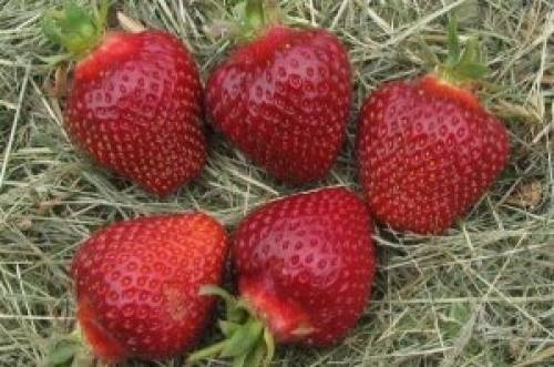 Продажа рассады клубники